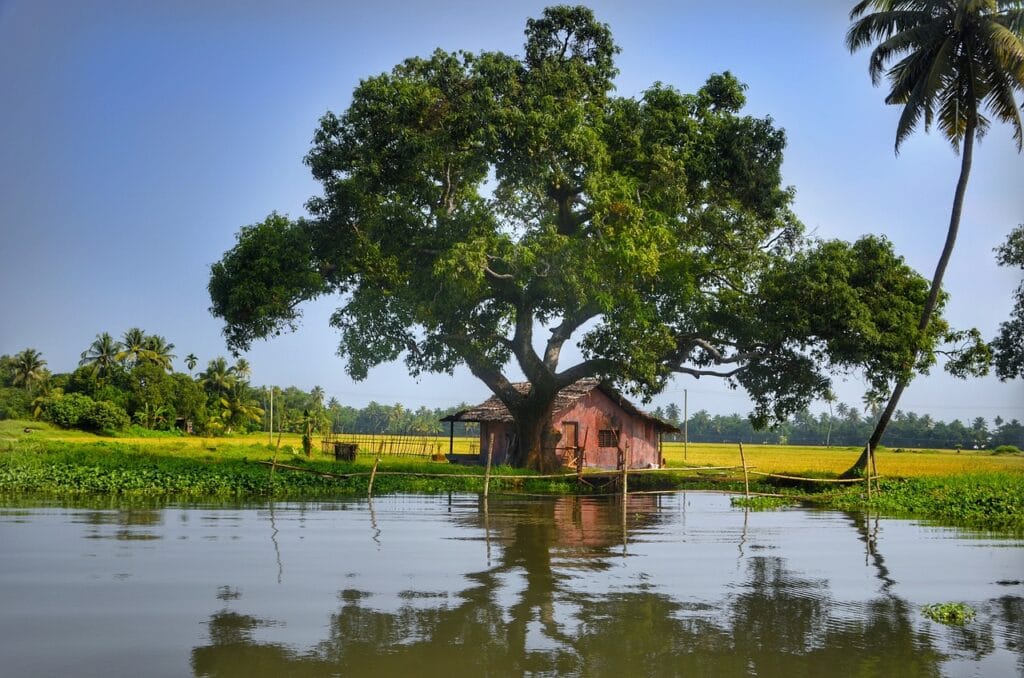 A small house stands by a large tree near a calm water body, surrounded by lush greenery and palm trees under a clear blue sky.